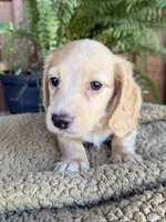 Woody, a male Miniature Dachshund for sale in Forsyth, GA – 2 of 5