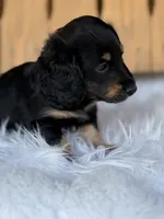Wrangler, a male Miniature Dachshund for sale in Forsyth, GA – 2 of 4