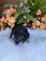 Scout, a female Miniature Dachshund for sale in Forsyth, GA – 3 of 8