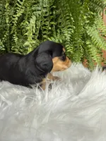 Henry, a male Miniature Dachshund for sale in Forsyth, GA – 2 of 5