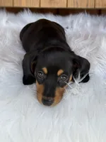 Scout, a female Miniature Dachshund for sale in Forsyth, GA – 3 of 5