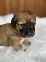 Oakley, a female Miniature Dachshund for sale in Forsyth, GA – 3 of 5
