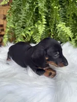 Scout, a female Miniature Dachshund for sale in Forsyth, GA – 2 of 4