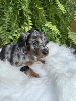 Honey, a female Miniature Dachshund for sale in Forsyth, GA – 6 of 7
