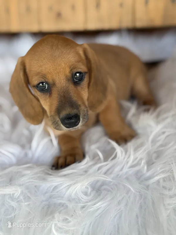 Josey – Miniature Dachshund puppy for sale in Forsyth, GA