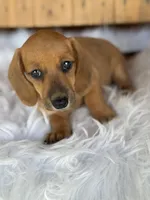 Josey, a female Miniature Dachshund for sale in Forsyth, GA – 1 of 2