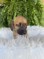 Pistol, a male Miniature Dachshund for sale in Forsyth, GA – 2 of 5