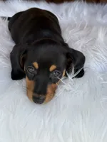 Scout, a female Miniature Dachshund for sale in Forsyth, GA – 4 of 5