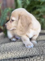 Woody, a male Miniature Dachshund for sale in Forsyth, GA – 3 of 5