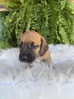Pistol, a male Miniature Dachshund for sale in Forsyth, GA – 3 of 5