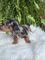 Waylon, a male Miniature Dachshund for sale in Forsyth, GA – 7 of 7