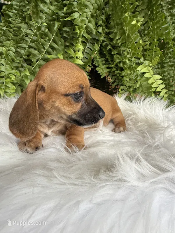 Trixie – Miniature Dachshund puppy for sale in Forsyth, GA