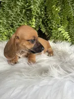 Trixie, a female Miniature Dachshund for sale in Forsyth, GA – 4 of 6