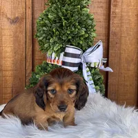 Scout, a female Miniature Dachshund for sale in Forsyth, GA – Photo 4 of 7