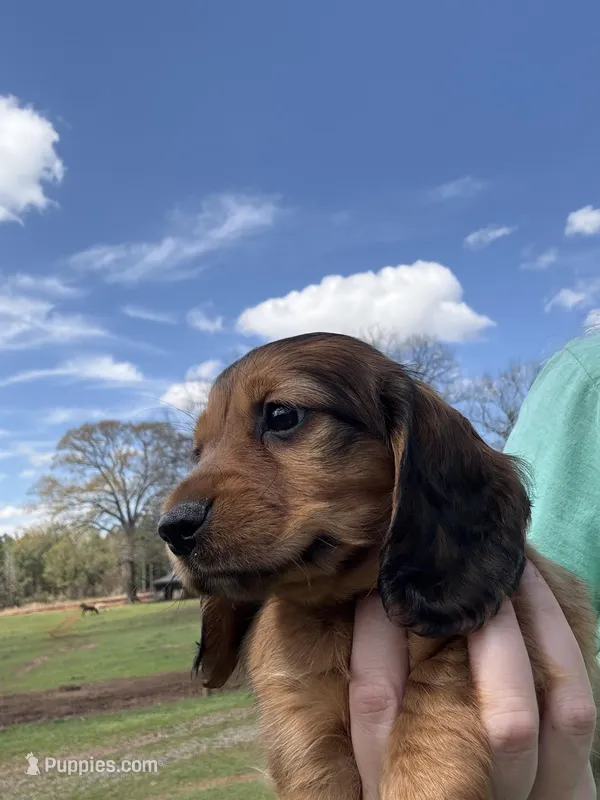 Scout – Miniature Dachshund puppy for sale in Forsyth, GA