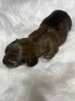 Gracie, a female Miniature Dachshund for sale in Forsyth, GA – Photo 2 of 5