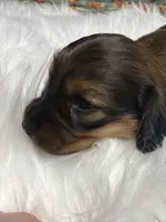 Gracie, a female Miniature Dachshund for sale in Forsyth, GA – Photo 5 of 5