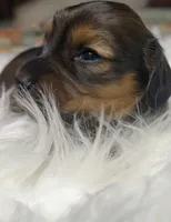 Gracie, a female Miniature Dachshund for sale in Forsyth, GA – Photo 1 of 5