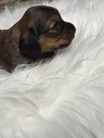 Gracie, a female Miniature Dachshund for sale in Forsyth, GA – Photo 4 of 5