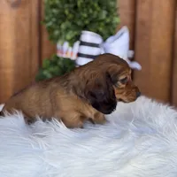 Scout, a female Miniature Dachshund for sale in Forsyth, GA – Photo 5 of 7