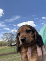 Scout, a female Miniature Dachshund for sale in Forsyth, GA – Photo 2 of 7