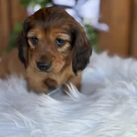 Scout, a female Miniature Dachshund for sale in Forsyth, GA – Photo 7 of 7
