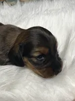 Gracie, a female Miniature Dachshund for sale in Forsyth, GA – Photo 3 of 5