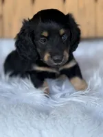 Wrangler, a male Miniature Dachshund for sale in Forsyth, GA – 4 of 4