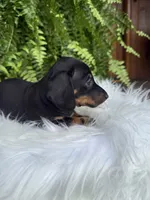 Scout, a female Miniature Dachshund for sale in Forsyth, GA – 1 of 4