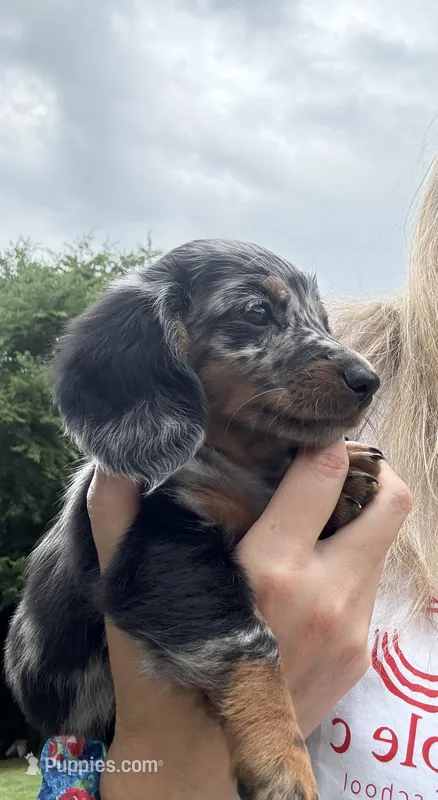 Honey – Miniature Dachshund puppy for sale in Forsyth, GA