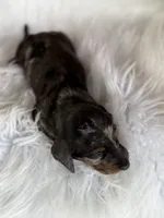 Jake, a male Miniature Dachshund for sale in Forsyth, GA – 6 of 7
