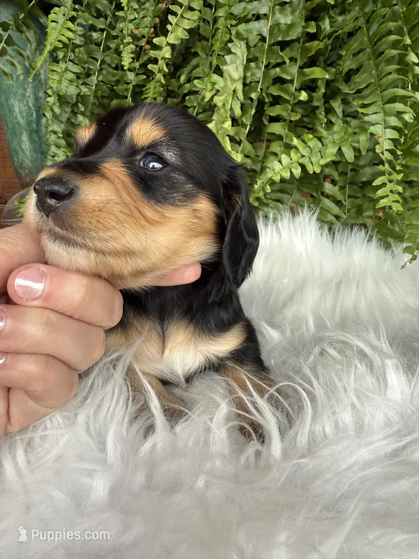 Henry – Miniature Dachshund puppy for sale in Forsyth, GA