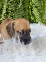 Pistol, a male Miniature Dachshund for sale in Forsyth, GA – 4 of 5