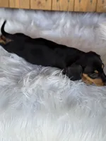 Scout, a female Miniature Dachshund for sale in Forsyth, GA – 2 of 5