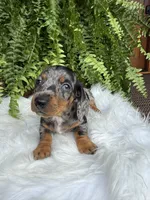 Waylon, a male Miniature Dachshund for sale in Forsyth, GA – 3 of 7