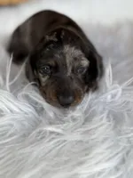 Jake, a male Miniature Dachshund for sale in Forsyth, GA – 4 of 7