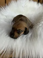 Gus, a male Miniature Dachshund for sale in Forsyth, GA – 3 of 3