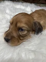 Tex, a male Miniature Dachshund for sale in Forsyth, GA – Photo 5 of 5