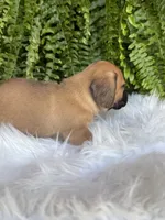 Pistol, a male Miniature Dachshund for sale in Forsyth, GA – 5 of 5