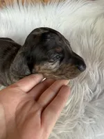 Jake, a male Miniature Dachshund for sale in Forsyth, GA – 1 of 7