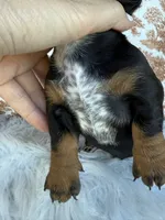 Dutton, a male Miniature Dachshund for sale in Forsyth, GA – 4 of 5