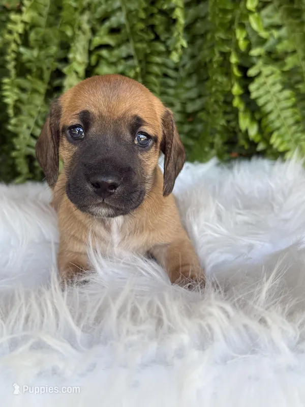 Pistol, a male Miniature Dachshund for sale in Forsyth, GA – 1 of 5