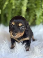 Buttercup, a female Miniature Dachshund for sale in Forsyth, GA – 2 of 5