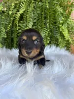 Buttercup, a female Miniature Dachshund for sale in Forsyth, GA – 4 of 5