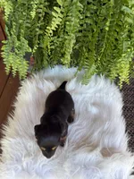 Buttercup, a female Miniature Dachshund for sale in Forsyth, GA – 5 of 5