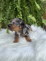 Waylon, a male Miniature Dachshund for sale in Forsyth, GA – 2 of 7