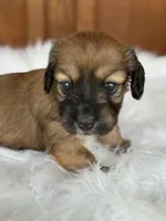 Oakley, a female Miniature Dachshund for sale in Forsyth, GA – 1 of 5