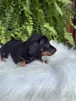Scout, a female Miniature Dachshund for sale in Forsyth, GA – 4 of 4