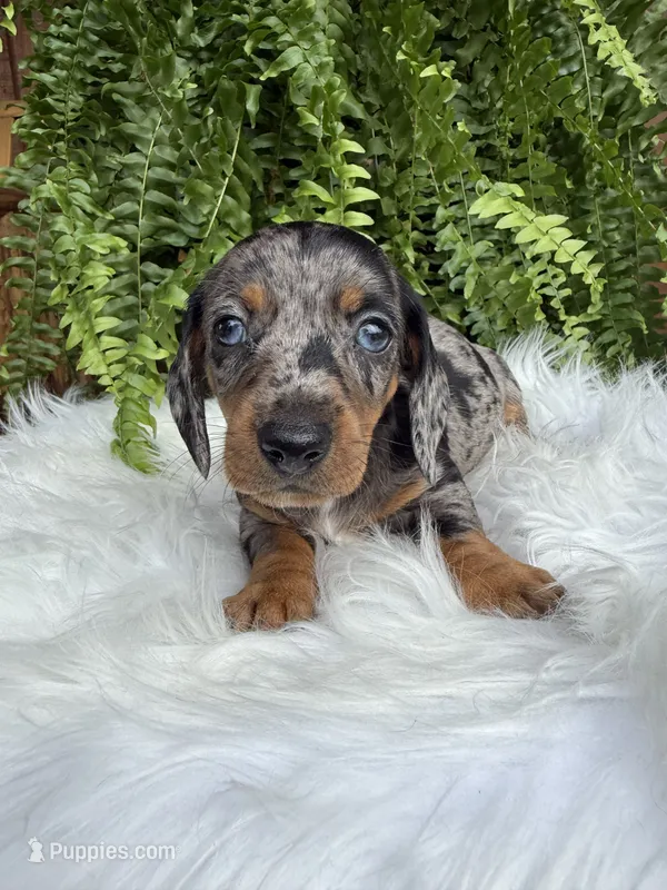 Waylon – Miniature Dachshund puppy for sale in Forsyth, GA