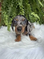 Waylon, a male Miniature Dachshund for sale in Forsyth, GA – 1 of 7